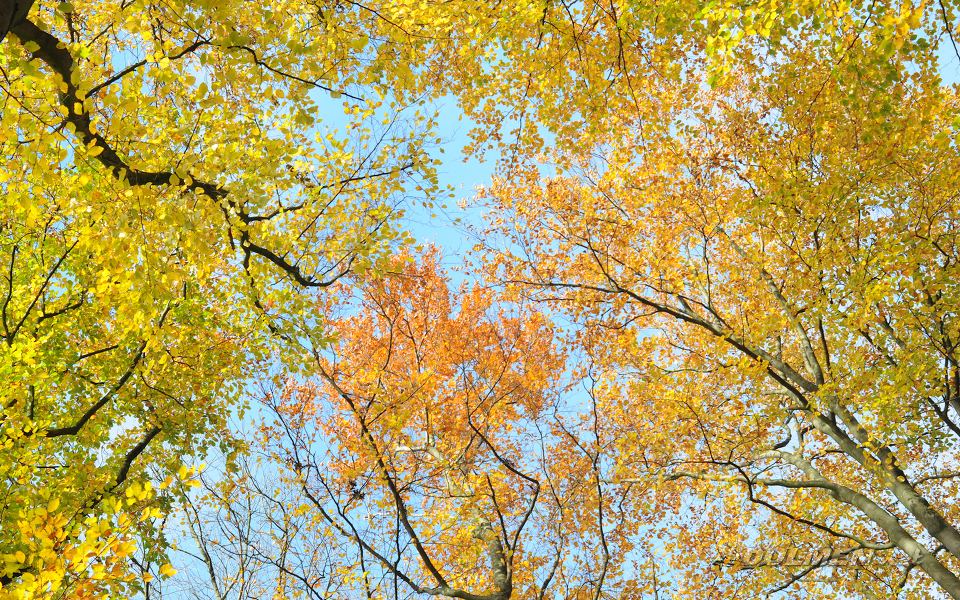 Beeches with autumn leafes